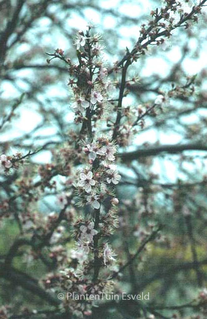 Prunus spinosa ‚Purpurea‘
