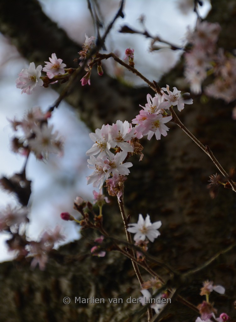 Prunus subhirtella ‚Autumnalis Rosea‘
