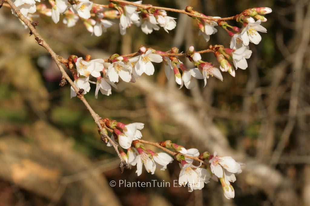 Prunus subhirtella ‚Autumnalis‘