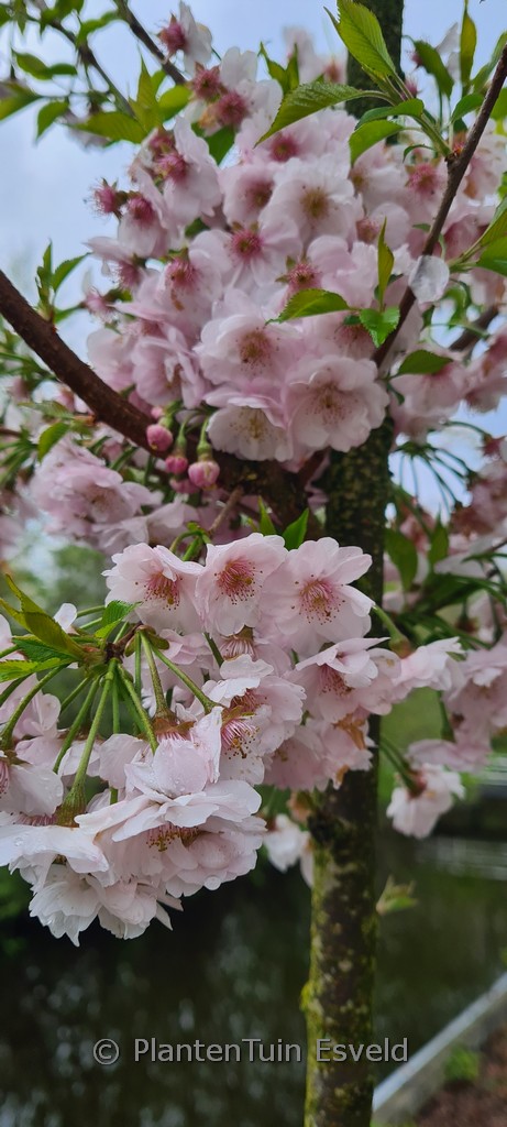 Prunus subhirtella ‚Dahlem‘