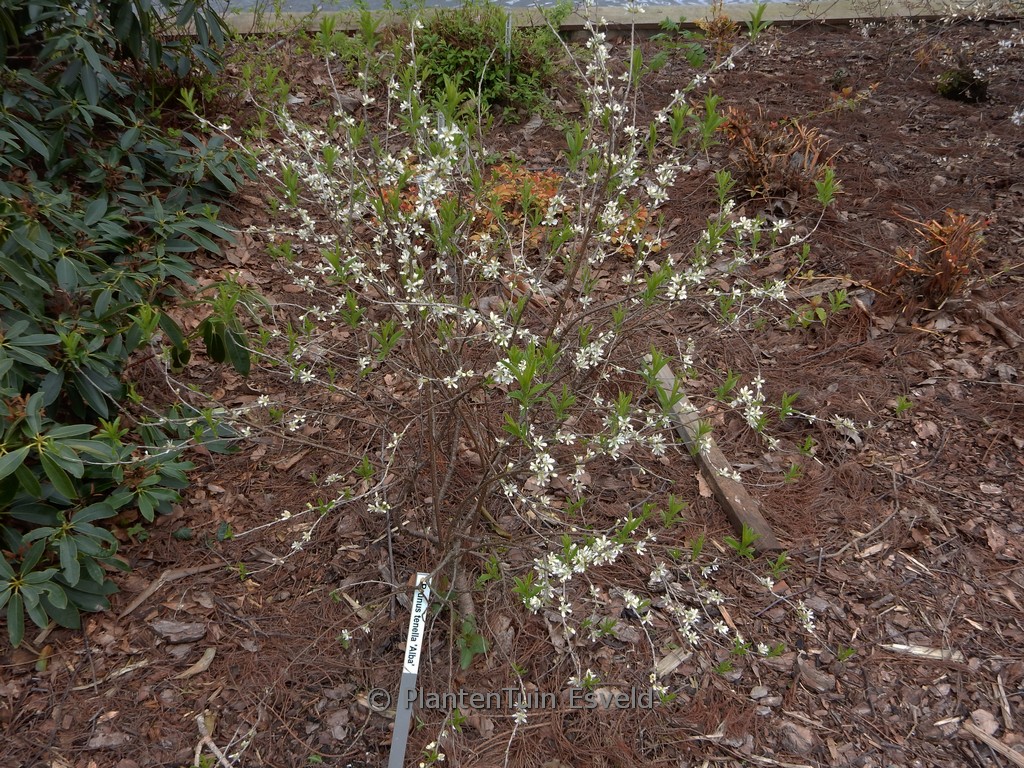 Prunus tenella ‚Alba‘
