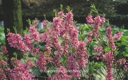 Prunus tenella ‚Fire Hill‘