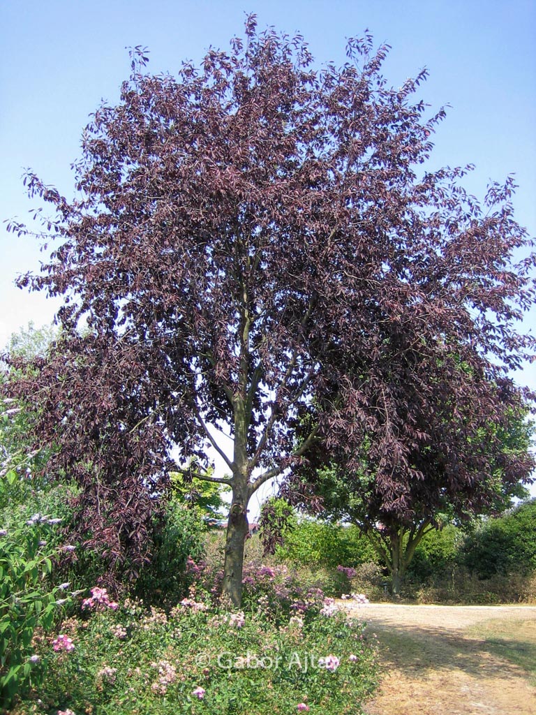 Prunus virginiana ‚Canada Red‘