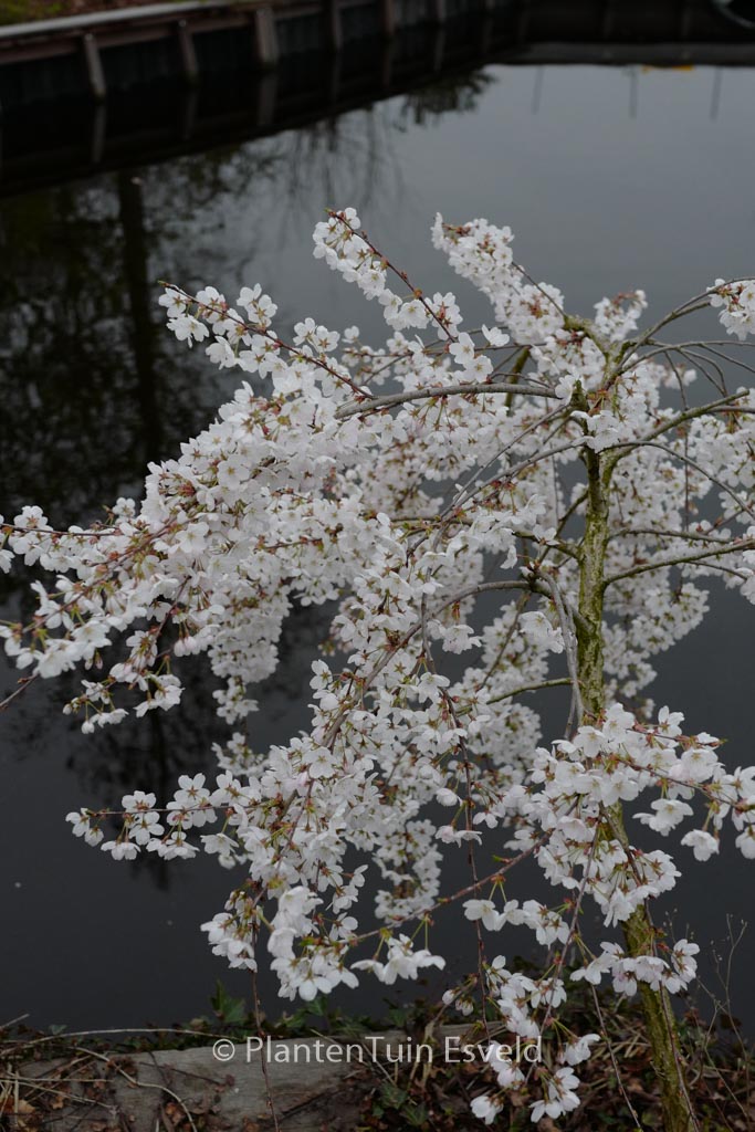 Prunus yedoensis ‚Moerheimii‘