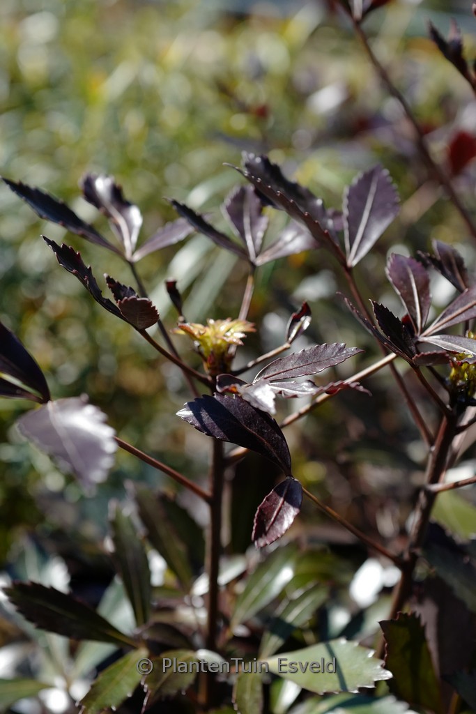 Pseudopanax lessonii ‚Purpureus‘