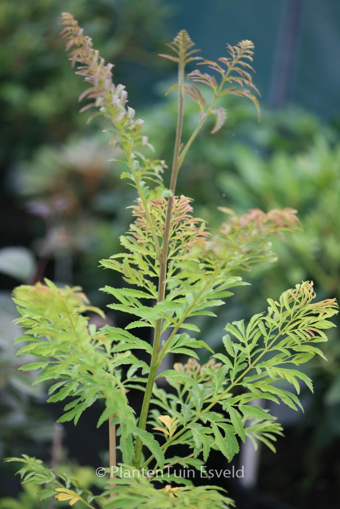 Pterocarya stenoptera ‚Fern Leaf‘