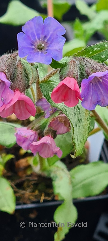 Pulmonaria ‚Blake’s Silver‘