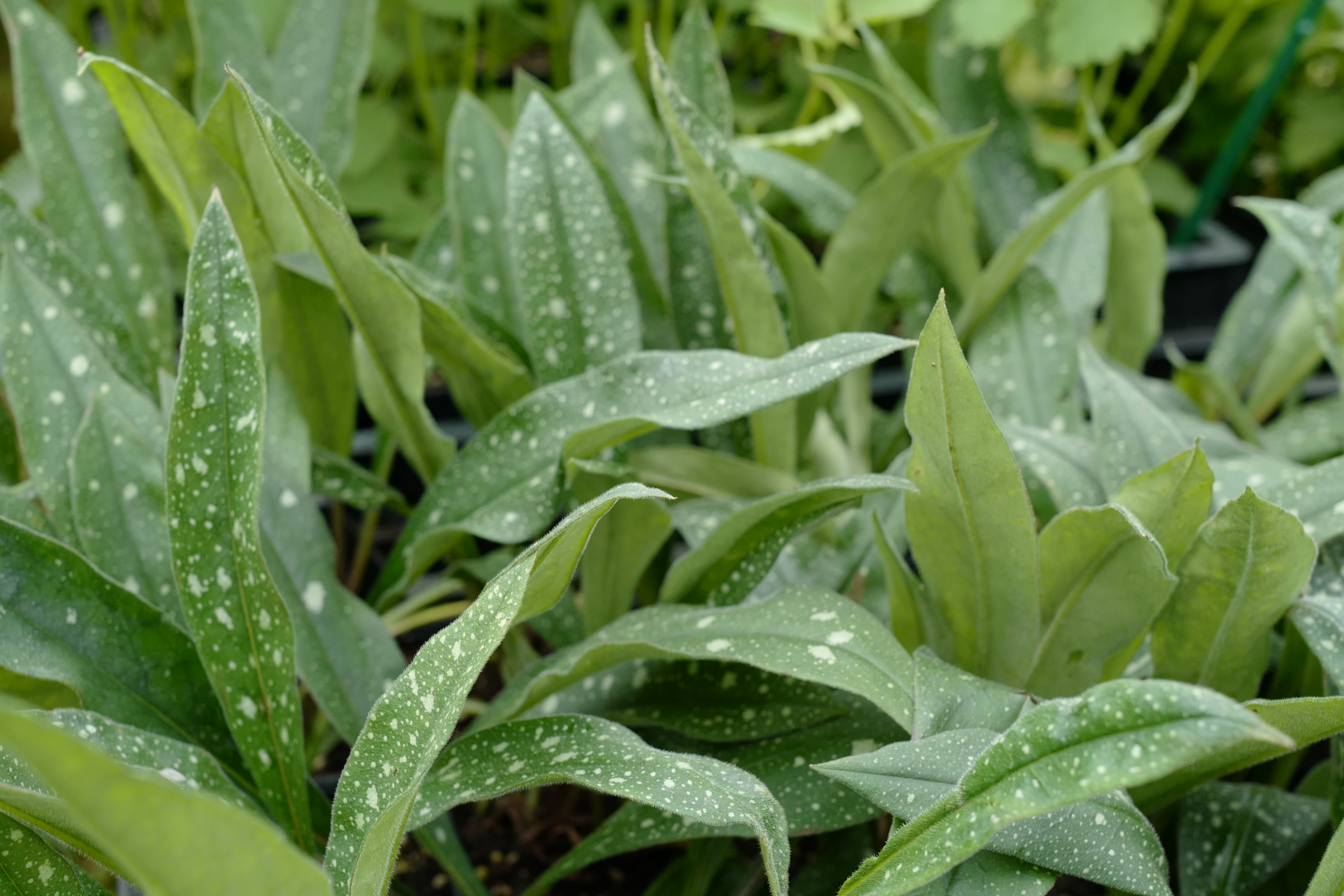Pulmonaria ‚Miss Elly‘