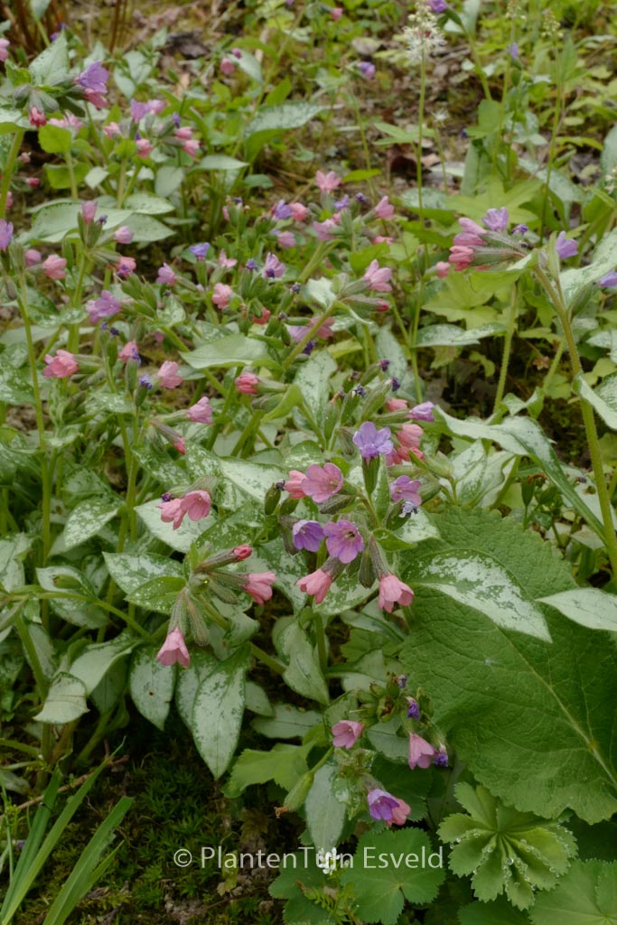 Pulmonaria ‚Moonshine‘