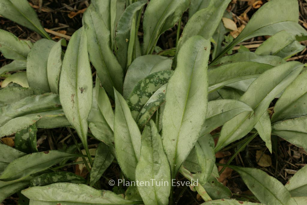 Pulmonaria ‚Samurai‘