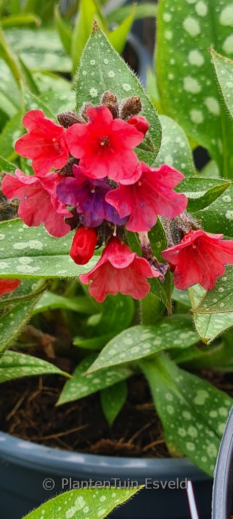 Pulmonaria ‚Shrimps on the Barbie‘