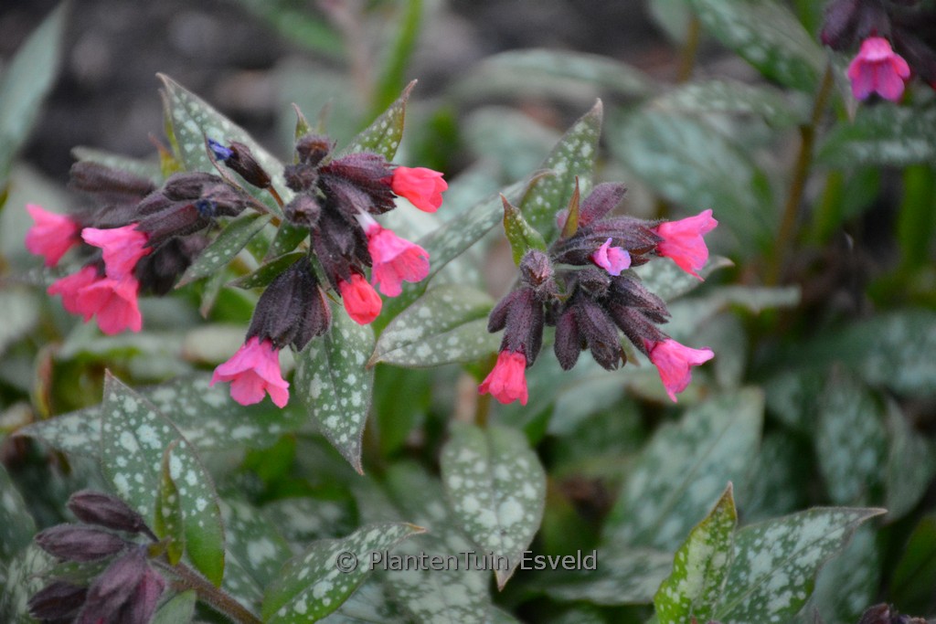 Pulmonaria ‚Silver Bouquet‘