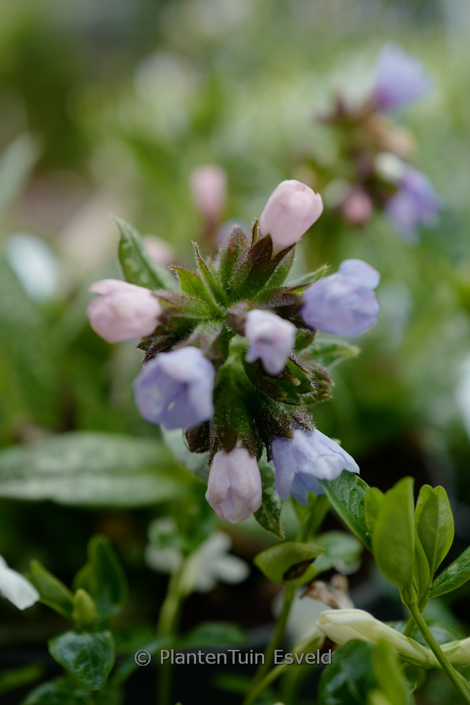 Pulmonaria ‚Twinkle Toes‘