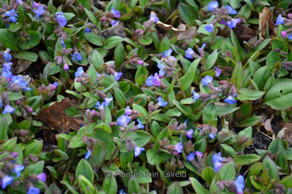 Pulmonaria angustifolia ‚Azurea‘