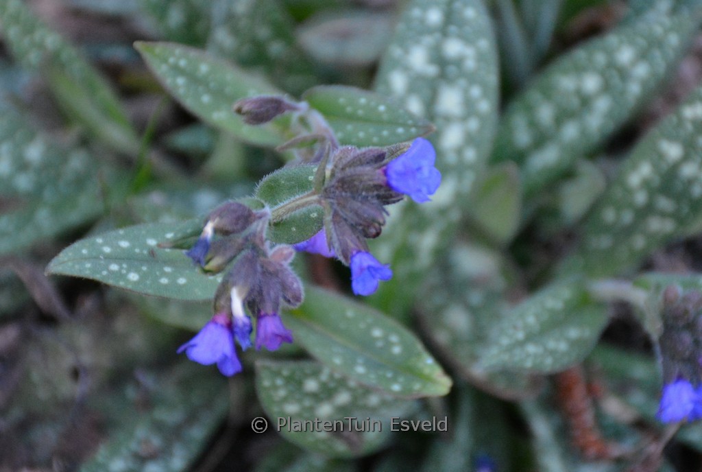 Pulmonaria angustifolia ‚Blaues Meer‘