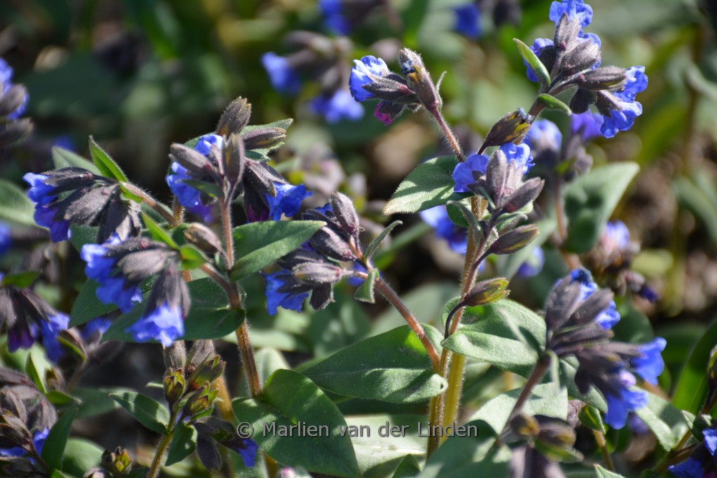 Pulmonaria angustifolia ‚Blue Ensign‘