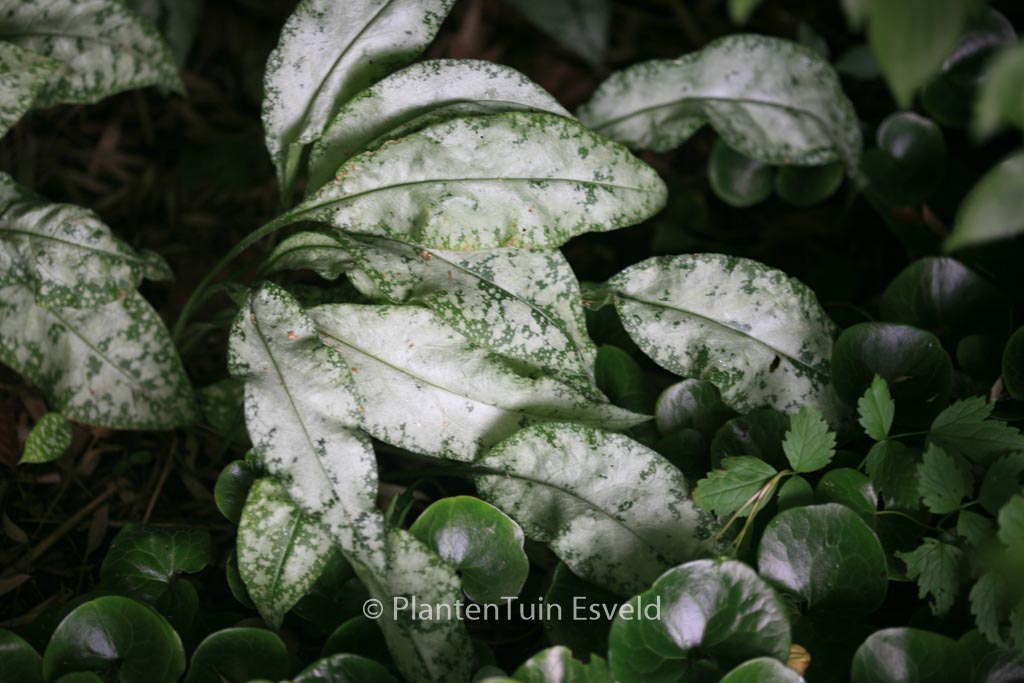 Pulmonaria longifolia ‚Diana Clare‘