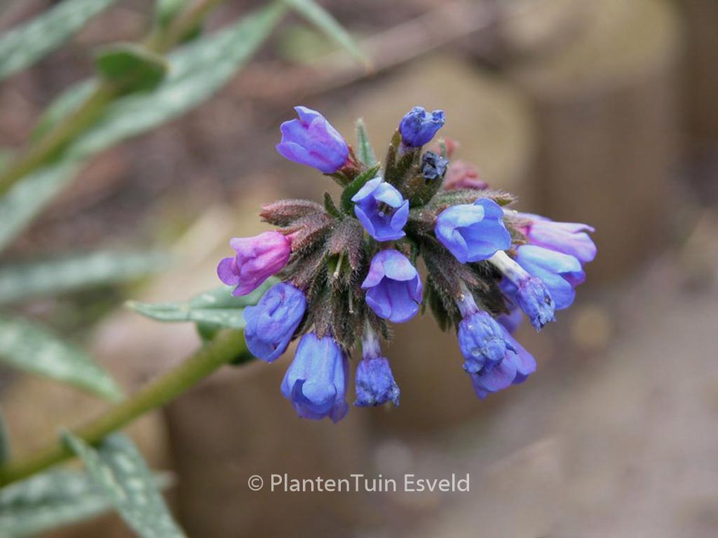 Pulmonaria longifolia ‚E.B. Anderson‘