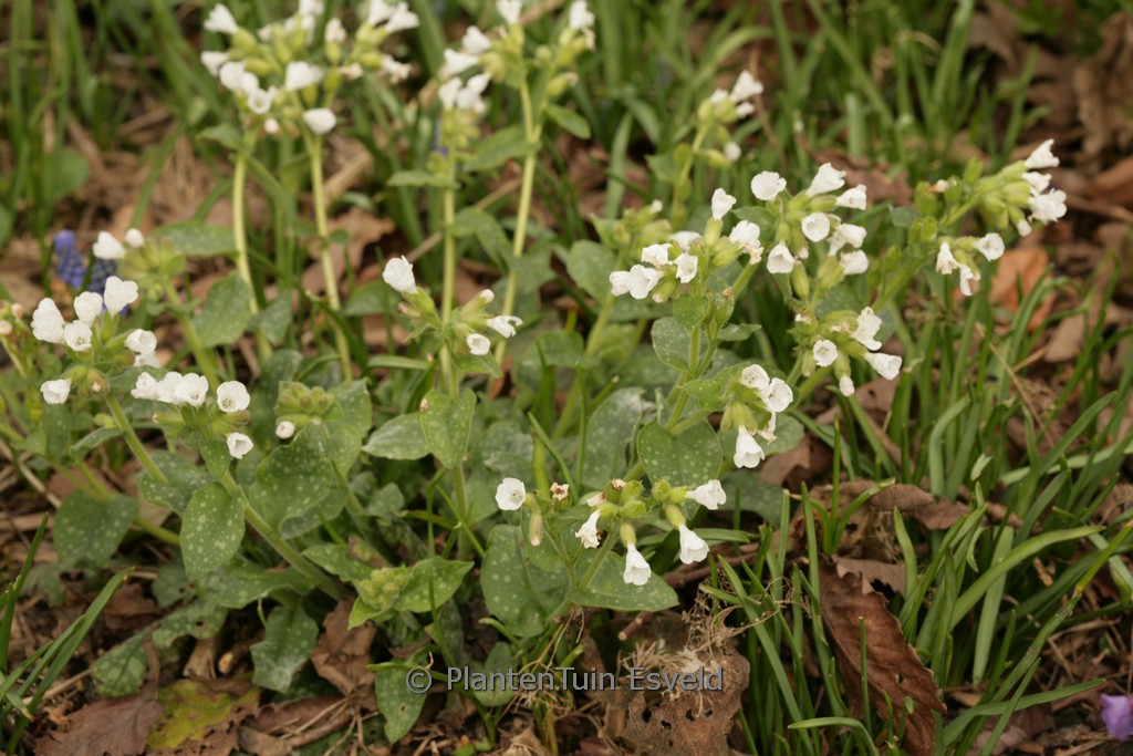 Pulmonaria officinalis ‚Alba‘
