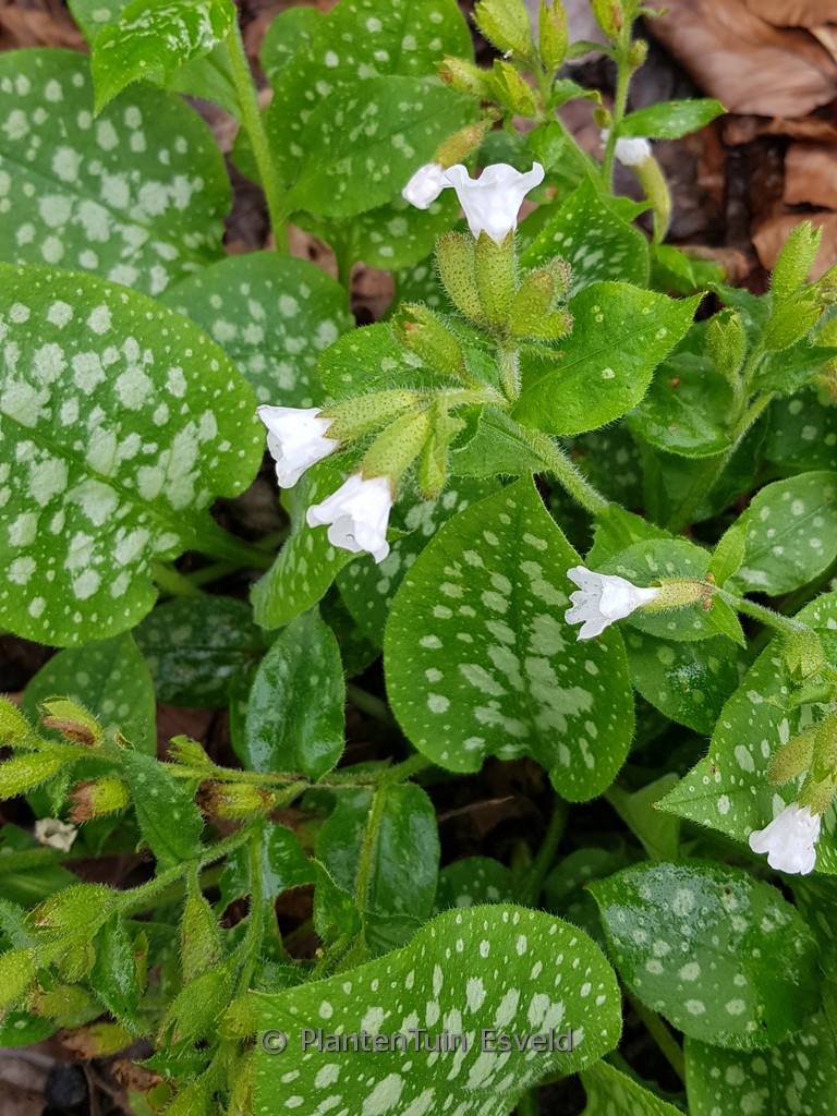 Pulmonaria officinalis ‚Sissinghurst White‘