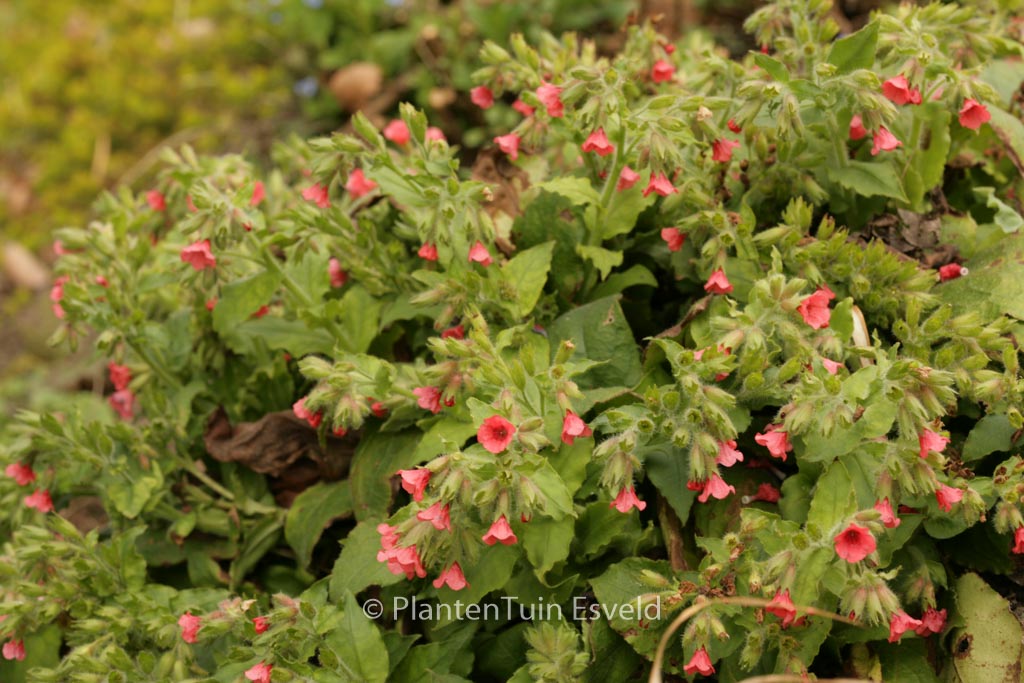 Pulmonaria rubra ‚Redstart‘
