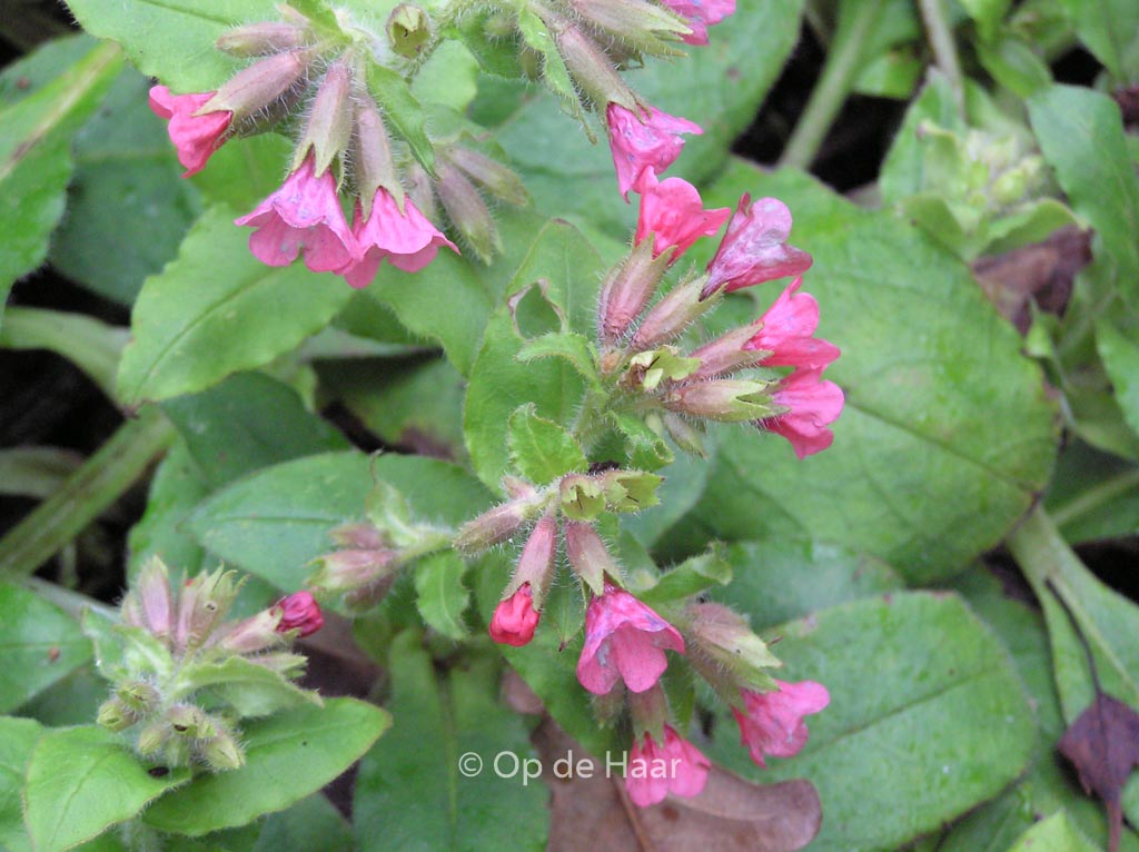 Pulmonaria rubra