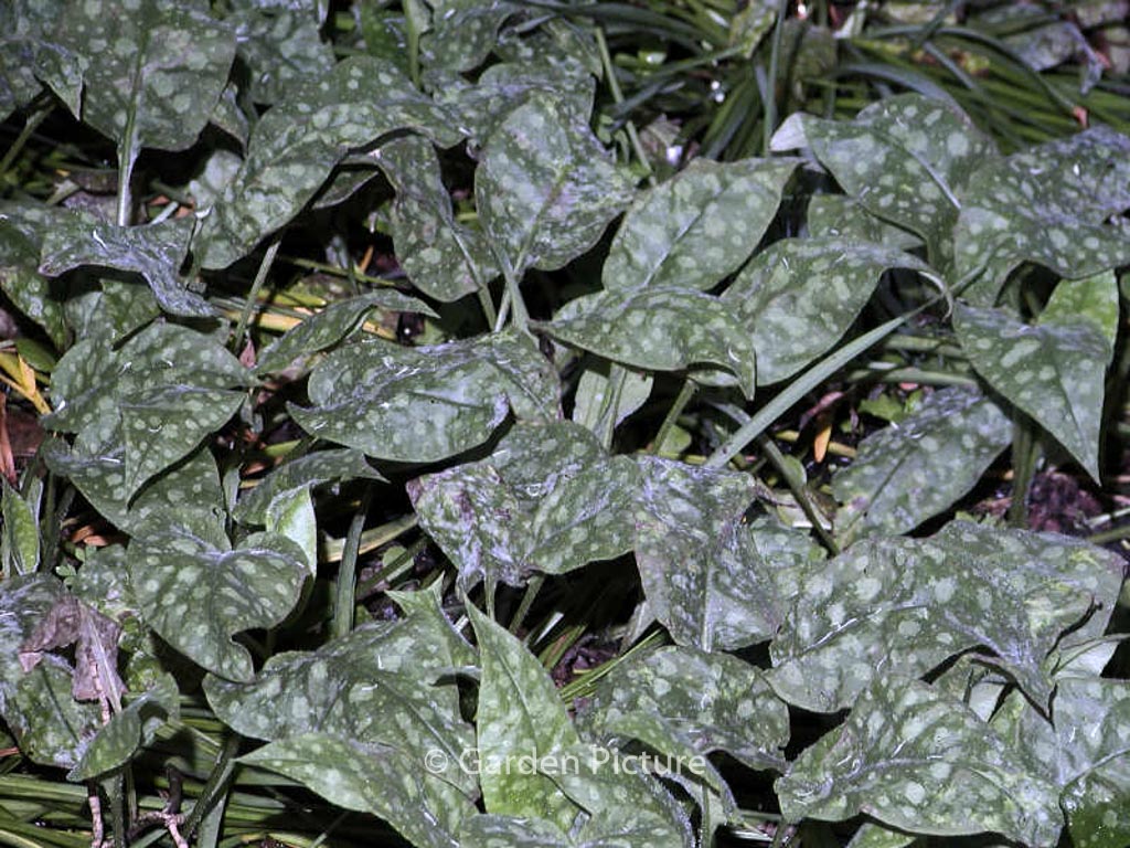 Pulmonaria saccharata ‚Dora Bielefeld‘