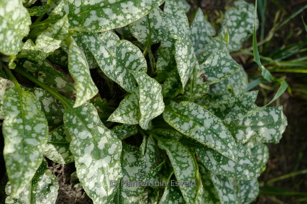 Pulmonaria saccharata ‚Mrs. Moon‘