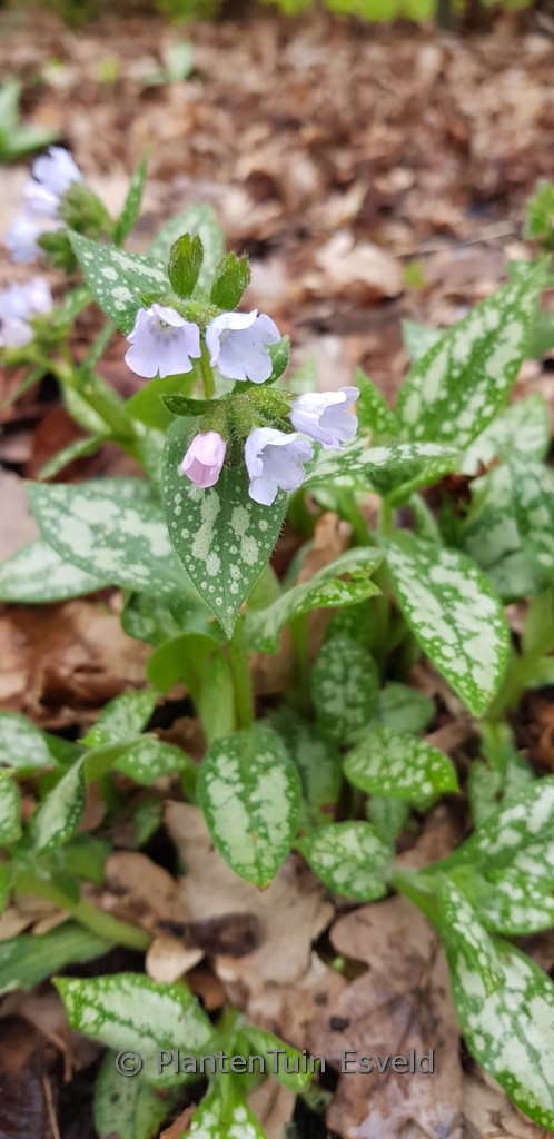 Pulmonaria saccharata ‚Ocupol‘ (OPAL)