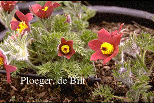 Pulsatilla vulgaris ‚Roede Klokke‘