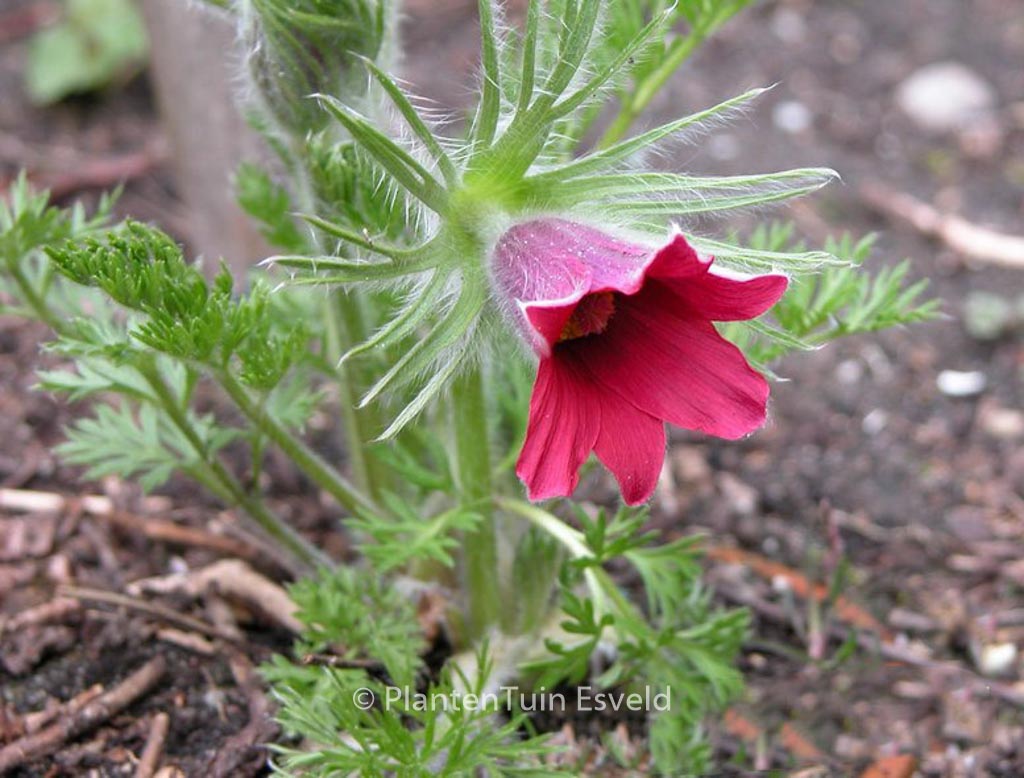 Pulsatilla vulgaris ‚Rubra‘