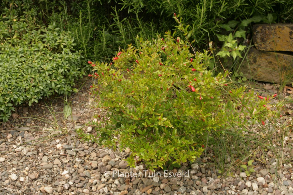 Punica granatum ‚Nana‘