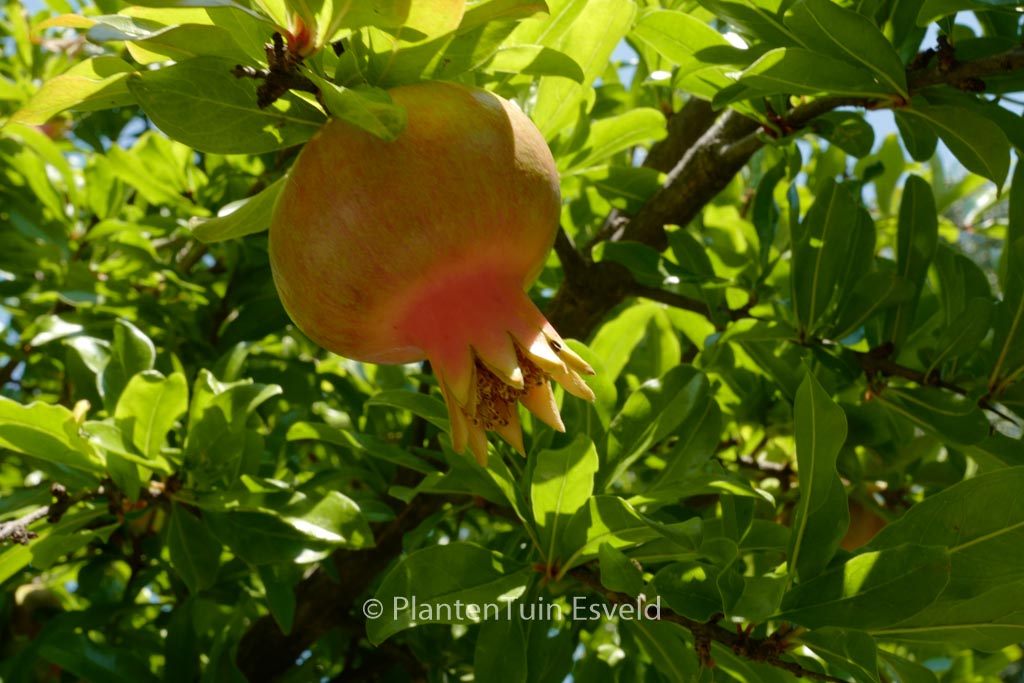 Punica granatum