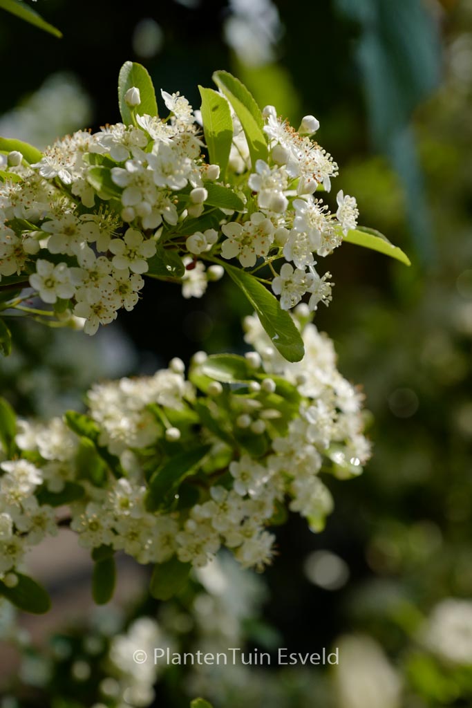 Pyracantha ‚Cadange‘ (SAPHYR ORANGE)
