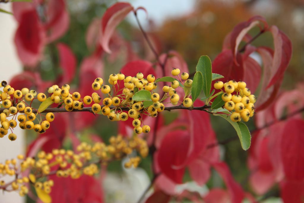 Pyracantha ‚Cadaune‘ (SAPHYR JAUNE)