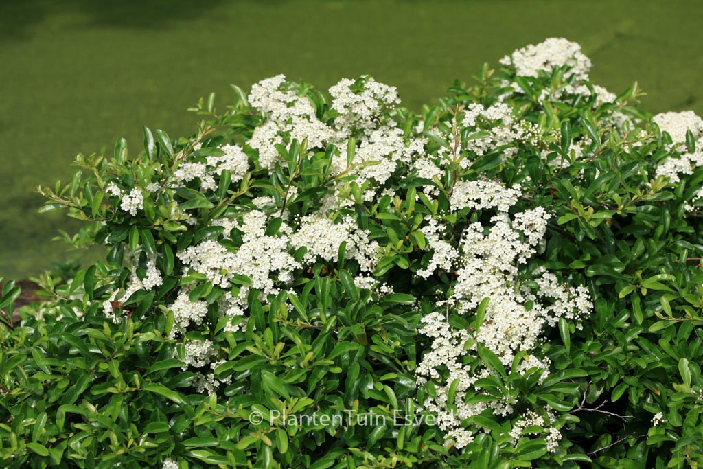 Pyracantha ‚Firelight‘