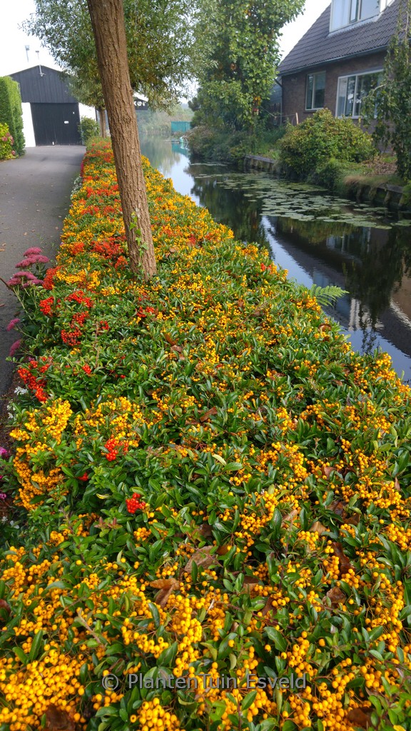 Pyracantha ‚Golden Charmer‘