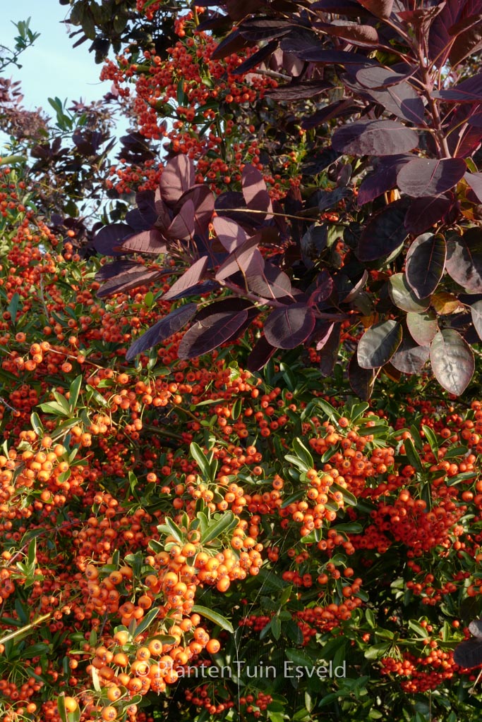 Pyracantha ‚Orange Glow‘