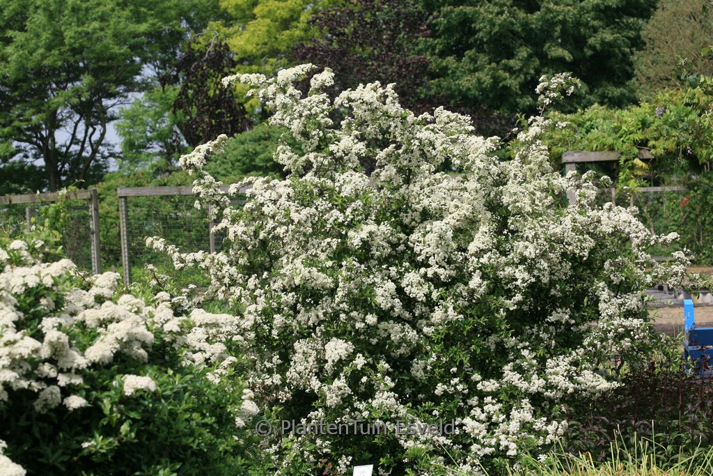 Pyracantha ‚Soleil d’Or‘
