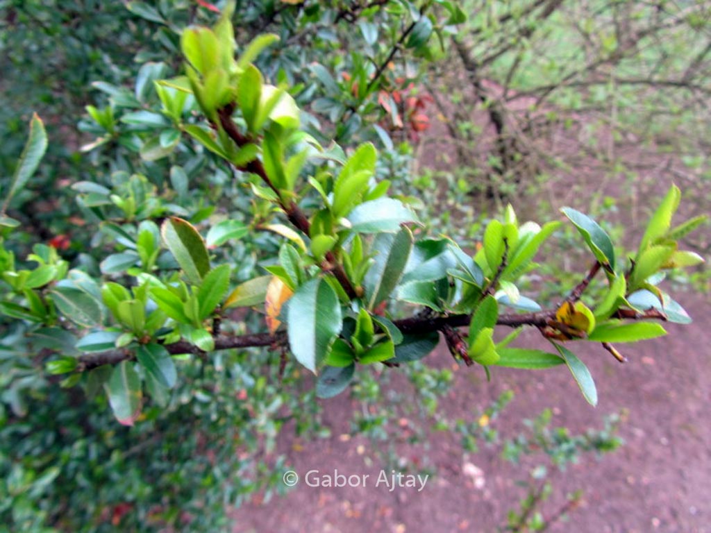 Pyracantha ‚Teton‘
