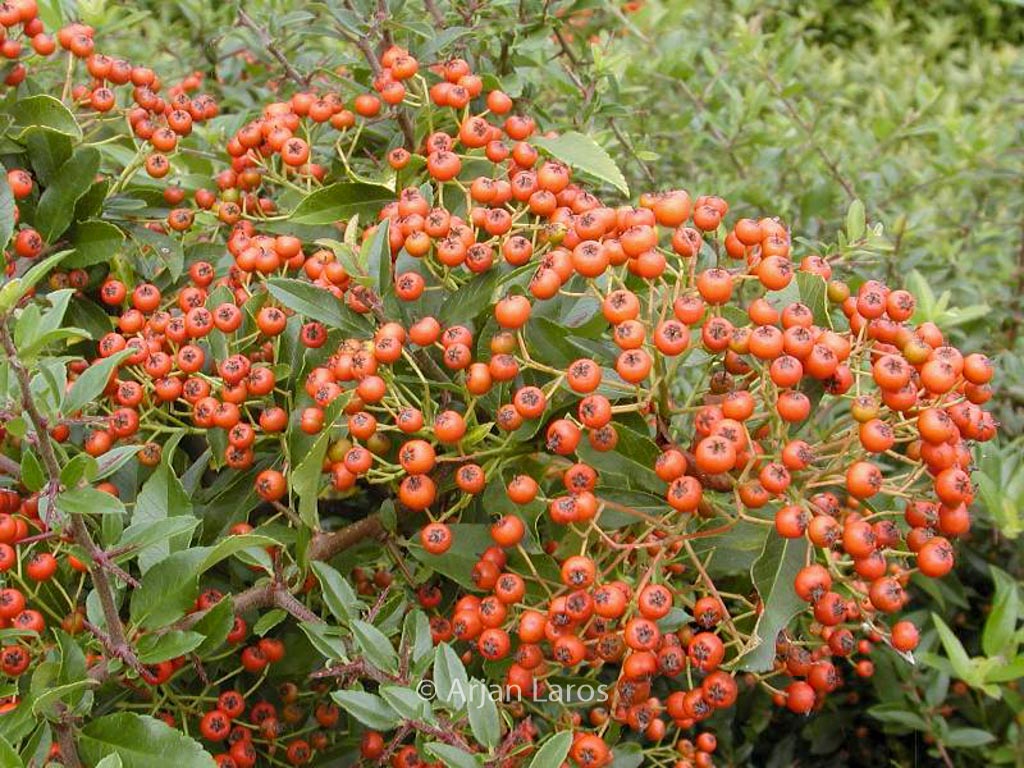 Pyracantha coccinea ‚Red Cushion‘