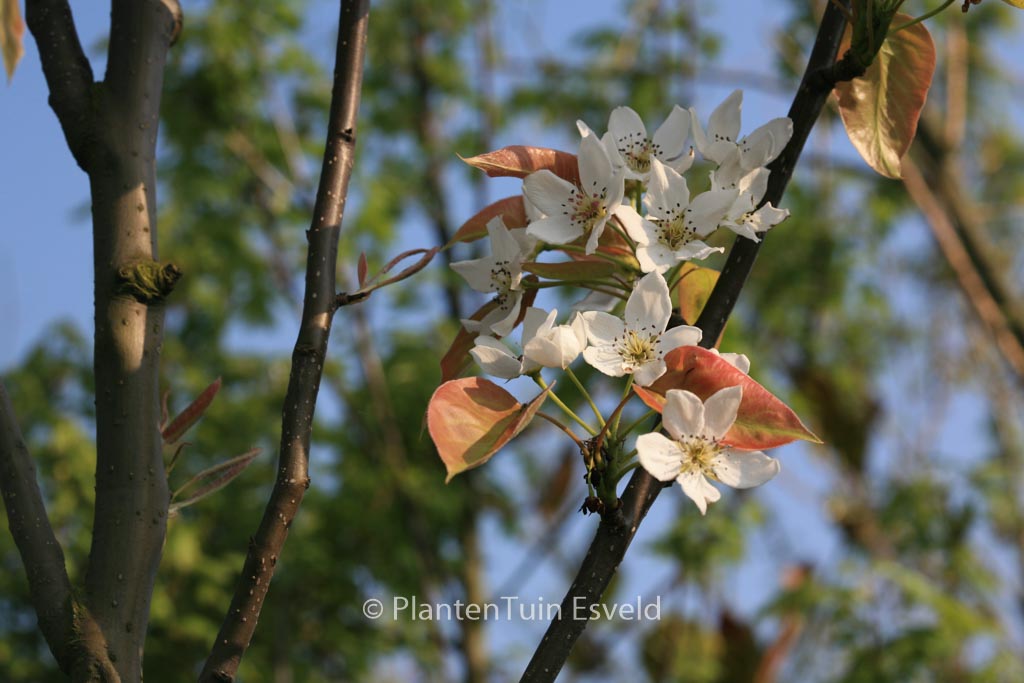 Pyrus ‚Kosui‘ (Nashi-peer)
