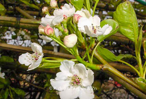 Pyrus calleryana ‚Chanticleer‘