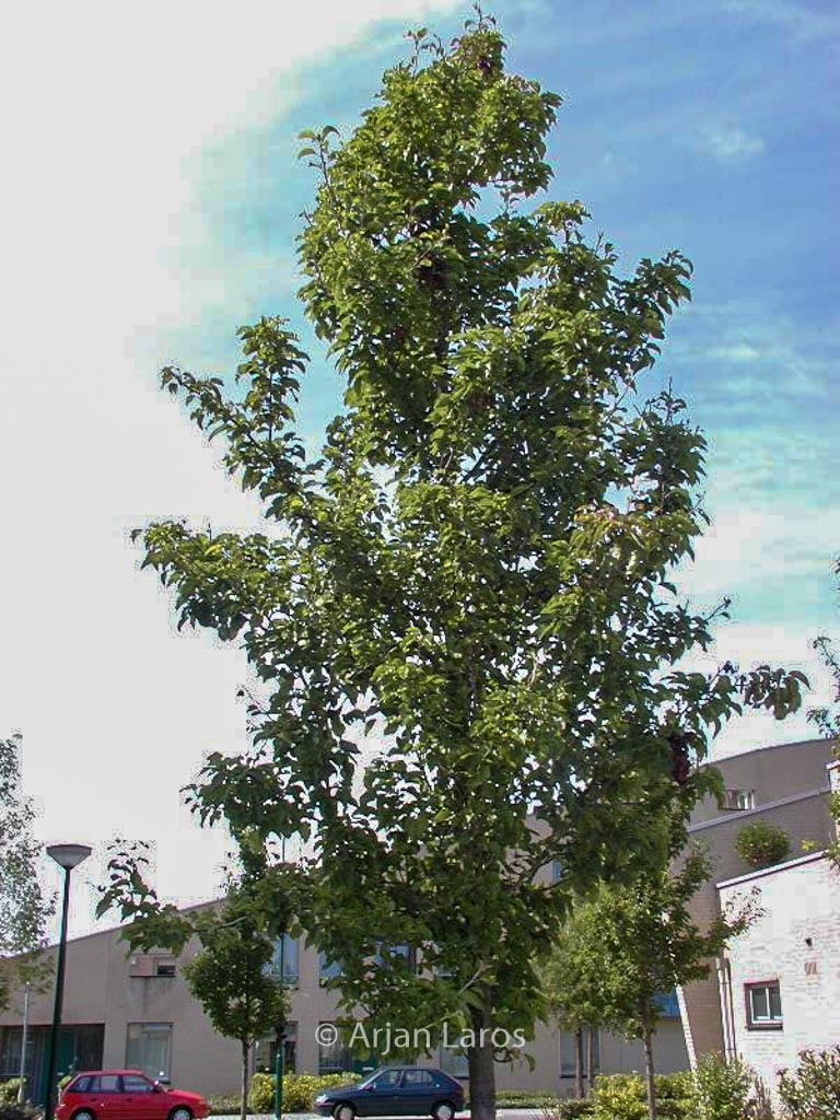 Pyrus calleryana ‚Redspire‘