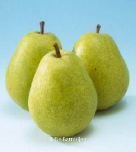 Pyrus communis ‚Beurre Alexandre Lucas‘