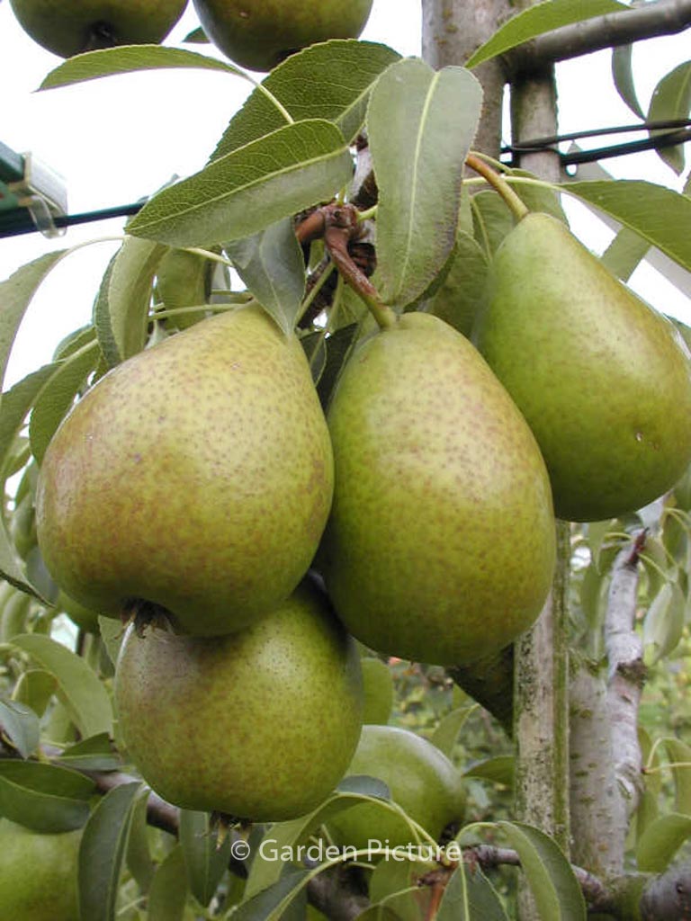 Pyrus communis ‚Bonne Louise d’Avranches‘