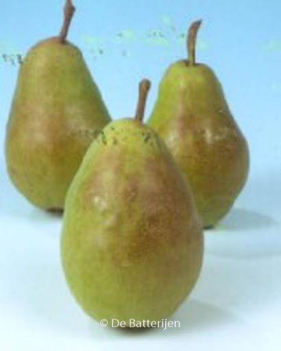 Pyrus communis ‚Charneux‘