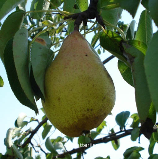 Pyrus communis ‚Comtesse de Paris‘