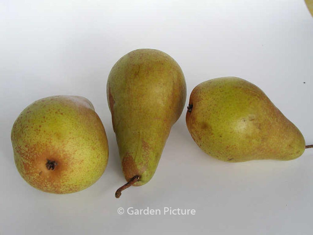 Pyrus communis ‚Concorde‘