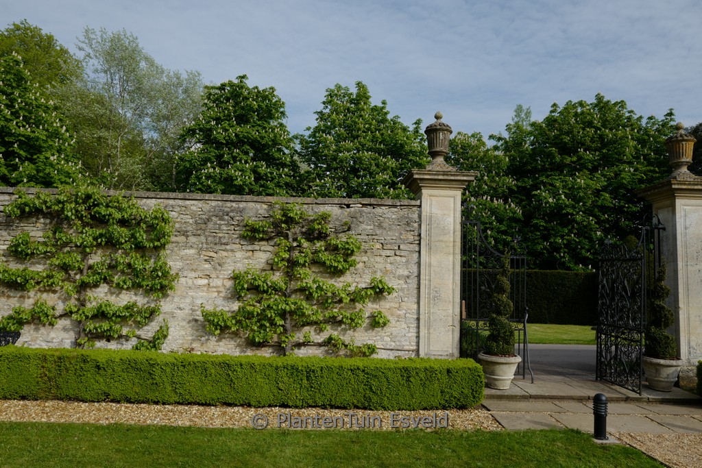 Pyrus communis ‚Conference‘